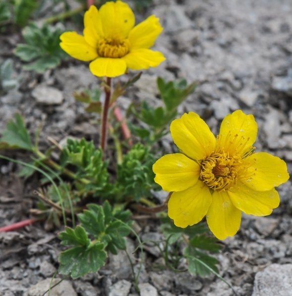 Pflanzenbild gross Kriechende Nelkenwurz - Geum reptans