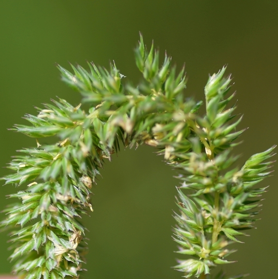 Pflanzenbild gross Glanz-Lieschgras - Phleum phleoides