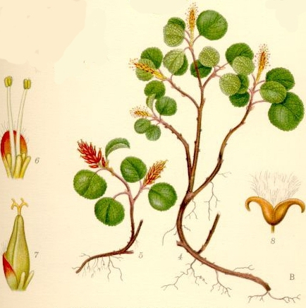 Pflanzenbild gross Kraut-Weide - Salix herbacea