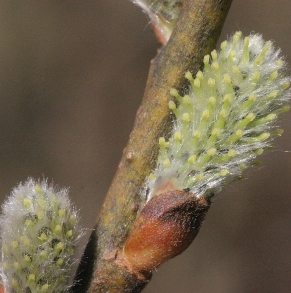 Pflanzenbild gross Grossblättrige Weide - Salix appendiculata