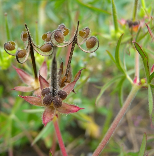 Pflanzenbild gross Schlitzblättriger Storchschnabel - Geranium dissectum