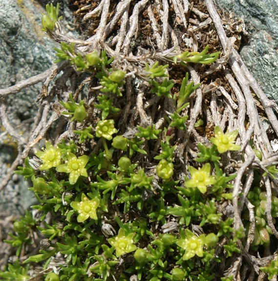 Pflanzenbild gross Zwerg-Miere - Minuartia sedoides