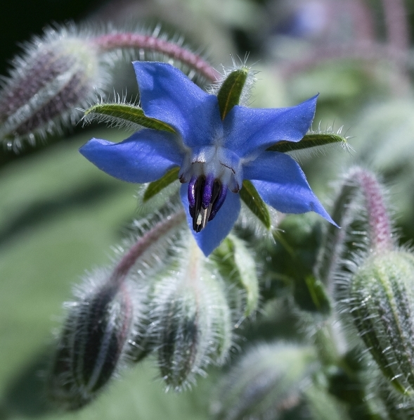 Pflanzenbild gross Borretsch - Borago officinalis