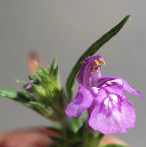 Pflanzenbild gross Schmalblättriger Hohlzahn - Galeopsis angustifolia