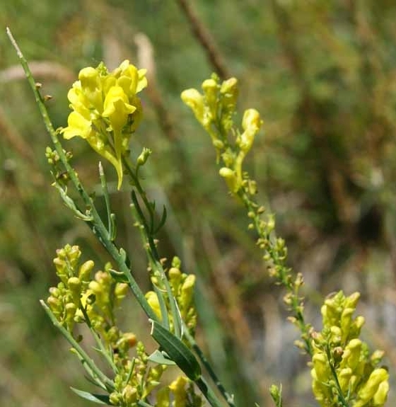 Pflanzenbild gross Italienisches Leinkraut - Linaria angustissima