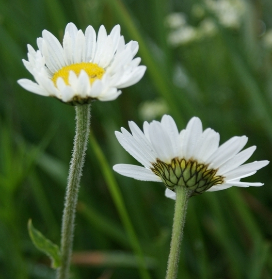 Pflanzenbild gross Berg-Wiesen-Margerite - Leucanthemum adustum