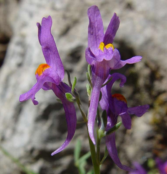 Pflanzenbild gross Jura-Leinkraut - Linaria alpina subsp. petraea