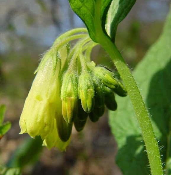 Pflanzenbild gross Knotige Wallwurz - Symphytum tuberosum