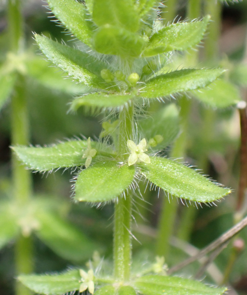 Pflanzenbild gross Piemonteser Kreuzlabkraut - Cruciata pedemontana