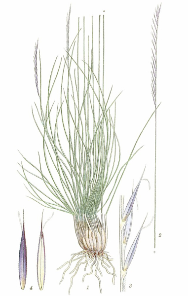 Pflanzenbild gross Borstgras - Nardus stricta