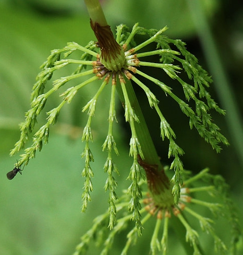 Pflanzenbild gross Wald-Schachtelhalm - Equisetum sylvaticum