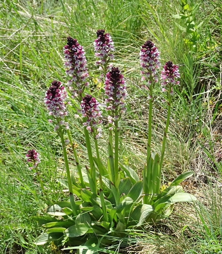 Pflanzenbild gross Schwärzliches Knabenkraut - Orchis ustulata