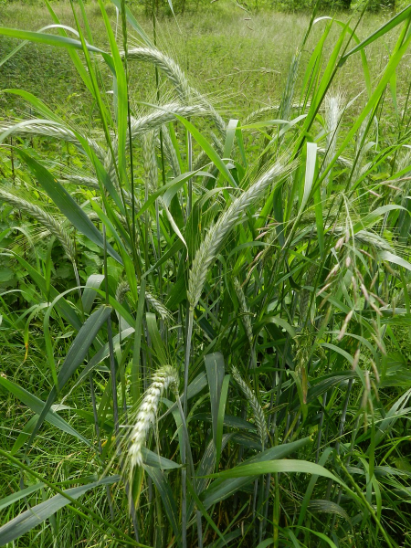 Pflanzenbild gross Roggen - Secale cereale