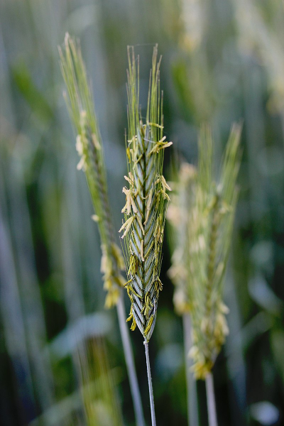 Pflanzenbild gross Roggen - Secale cereale