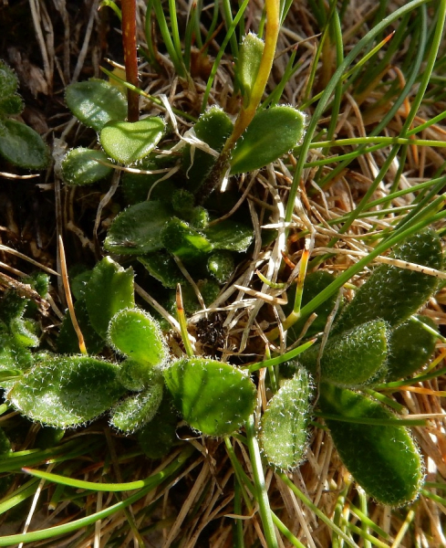 Pflanzenbild gross Zwerg-Gänsekresse - Arabis bellidifolia