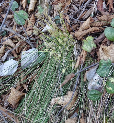 Pflanzenbild gross Niedrige Segge - Carex humilis