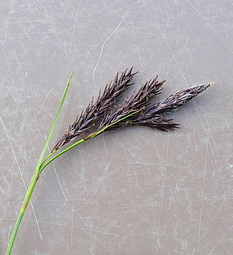 Pflanzenbild gross Eis-Segge - Carex frigida