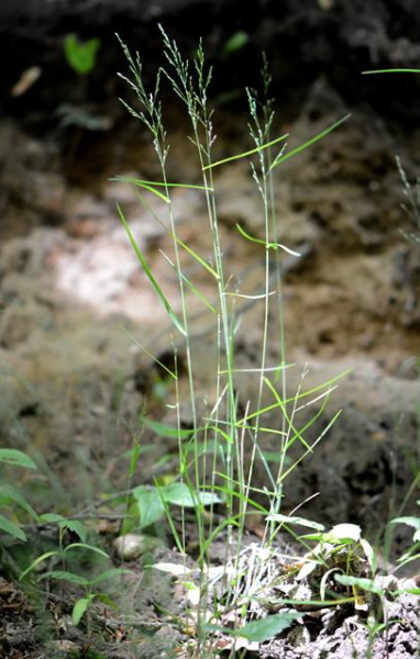 Pflanzenbild gross Hain-Rispengras - Poa nemoralis