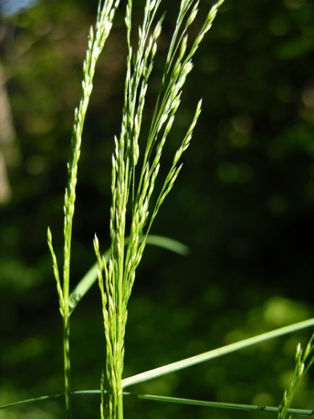 Pflanzenbild gross Hain-Rispengras - Poa nemoralis