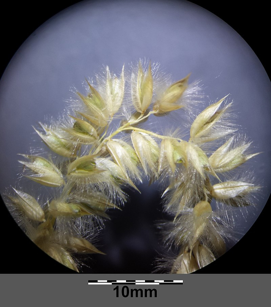 Pflanzenbild gross Wimper-Perlgras - Melica ciliata