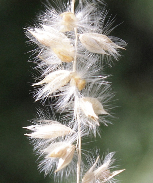 Pflanzenbild gross Wimper-Perlgras - Melica ciliata