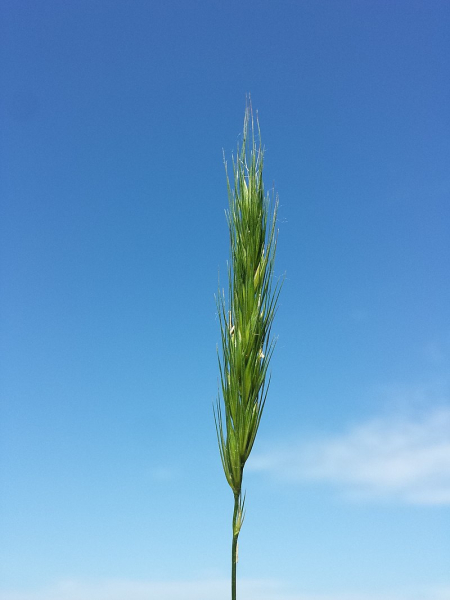 Pflanzenbild gross Waldgerste - Hordelymus europaeus