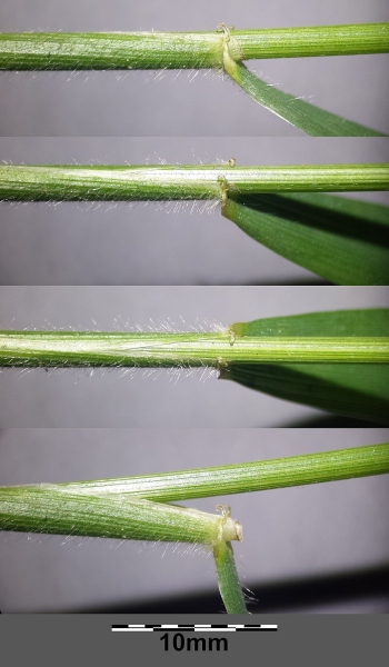 Pflanzenbild gross Waldgerste - Hordelymus europaeus