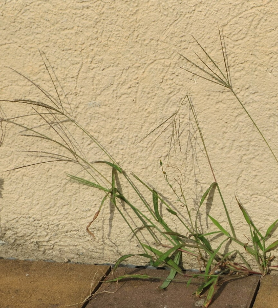 Pflanzenbild gross Bluthirse - Digitaria sanguinalis aggr.