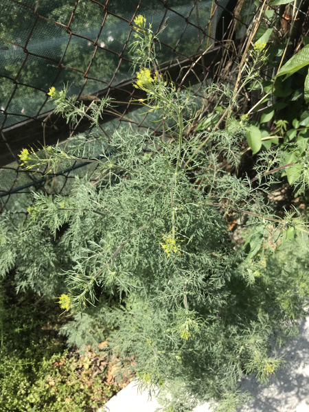 Pflanzenbild gross Sophienkraut - Descurainia sophia