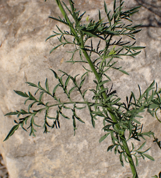 Pflanzenbild gross Sophienkraut - Descurainia sophia