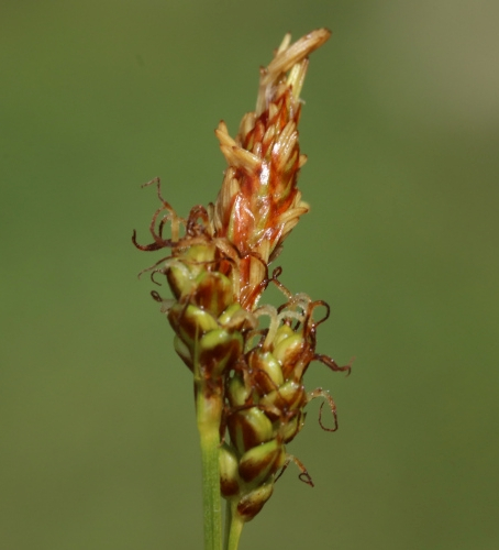 Pflanzenbild gross Glanz-Segge - Carex liparocarpos