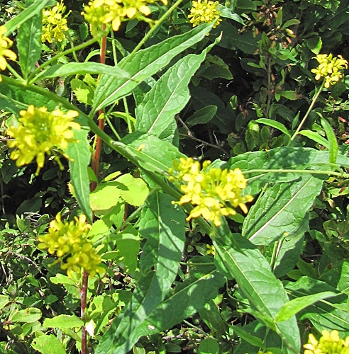 Pflanzenbild gross Steife Rauke - Sisymbrium strictissimum
