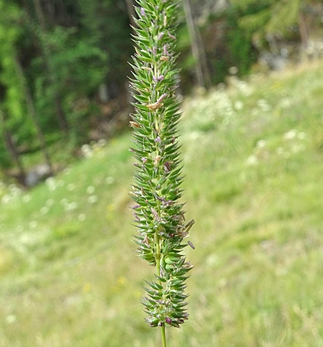Pflanzenbild gross Glanz-Lieschgras - Phleum phleoides