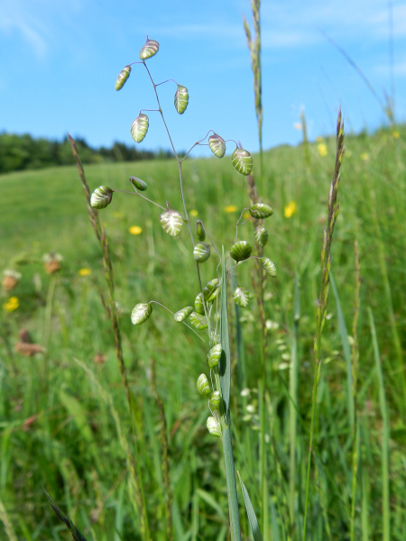 Pflanzenbild gross Mittleres Zittergras - Briza media