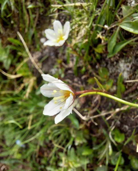 Pflanzenbild gross Faltenlilie - Lloydia serotina