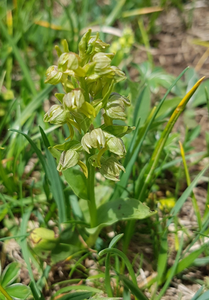 Pflanzenbild gross Grüne Hohlzunge - Coeloglossum viride