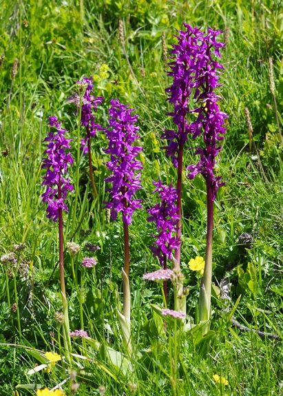 Pflanzenbild gross Männliches Knabenkraut - Orchis mascula