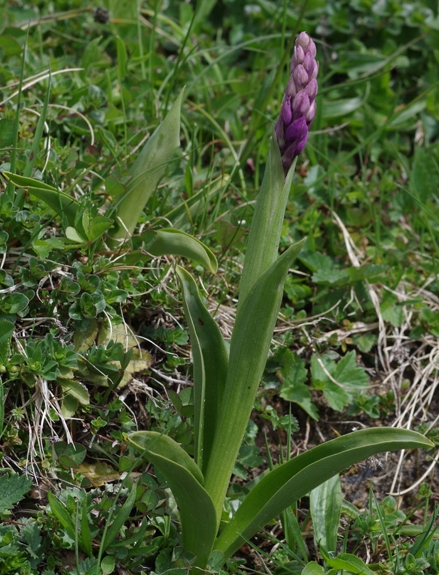 Pflanzenbild gross Männliches Knabenkraut - Orchis mascula