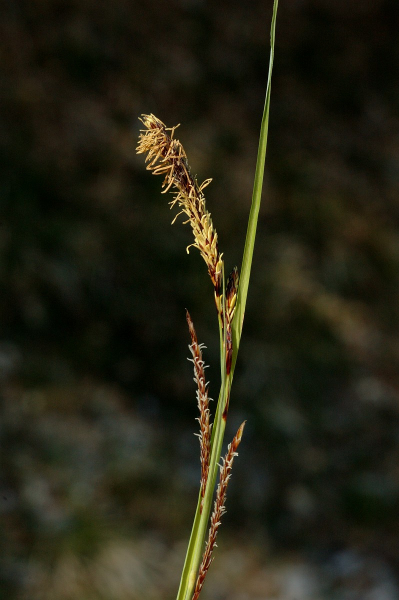 Pflanzenbild gross Immergrüne Segge - Carex sempervirens
