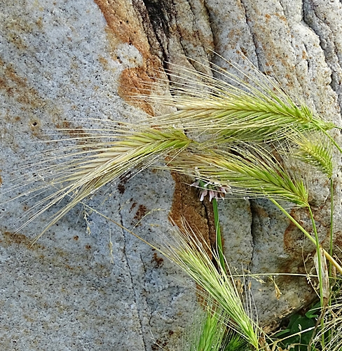 Pflanzenbild gross Mäuse-Gerste - Hordeum murinum