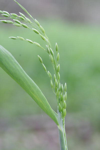 Pflanzenbild gross Waldhirse - Milium effusum