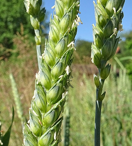 Pflanzenbild gross Saat-Weizen - Triticum aestivum