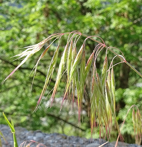 Pflanzenbild gross Dach-Trespe - Bromus tectorum