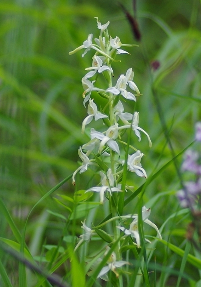 Pflanzenbild gross Weisses Breitkölbchen - Platanthera bifolia