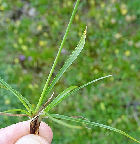 Pflanzenbild gross Haarstielige Segge - Carex capillaris