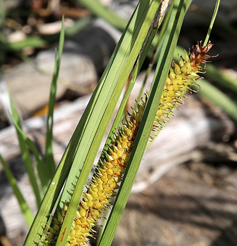 Pflanzenbild gross Schnabel-Segge - Carex rostrata
