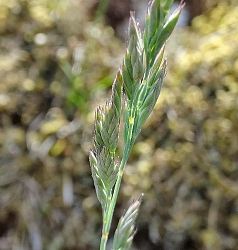 Pflanzenbild gross Schaf-Schwingel - Festuca ovina aggr.