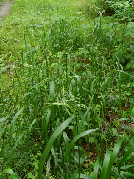 Pflanzenbild gross Riesen-Schwingel - Festuca gigantea