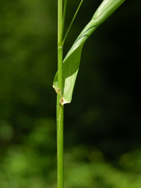 Pflanzenbild gross Riesen-Schwingel - Festuca gigantea