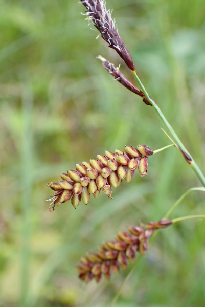 Pflanzenbild gross Schlaffe Segge - Carex flacca